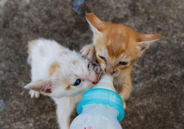 辟谣幼猫喝惯母乳拒绝羊奶铲屎官用一块毛巾也能解决问题