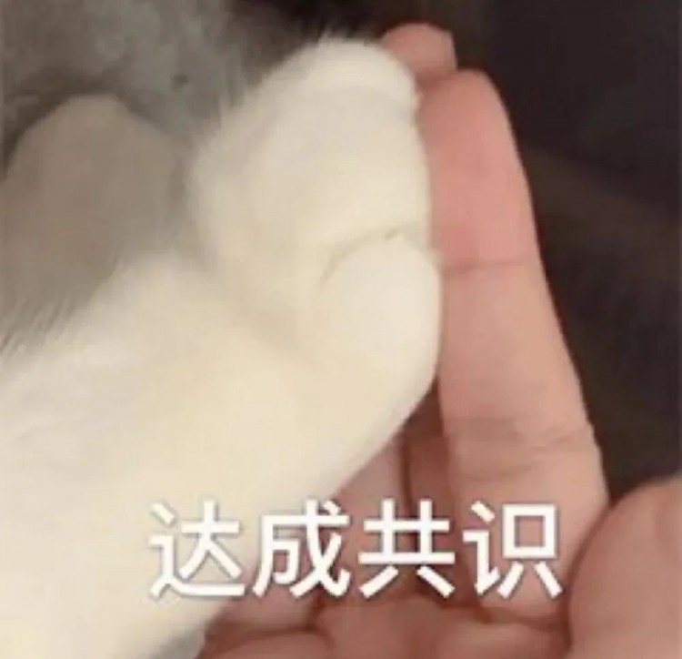 猫咪慢性呕吐2个月胃中塞满线绳！如果猫出现异食怎么办