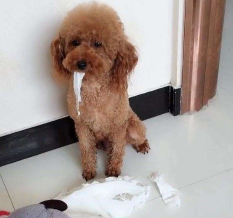 泰迪犬犯错后惩罚这几种方法都有效你用过几种