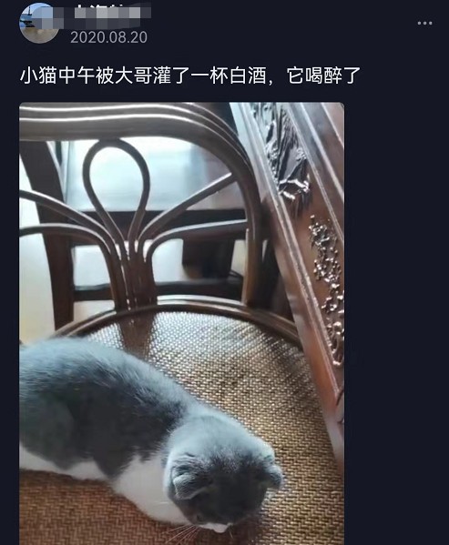 过年了我劝你千万别给猫吃这些东西