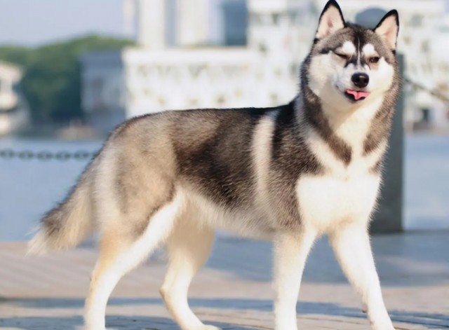 哈士奇：世界上最有活力的犬种你准备好迎接它的疯狂了吗