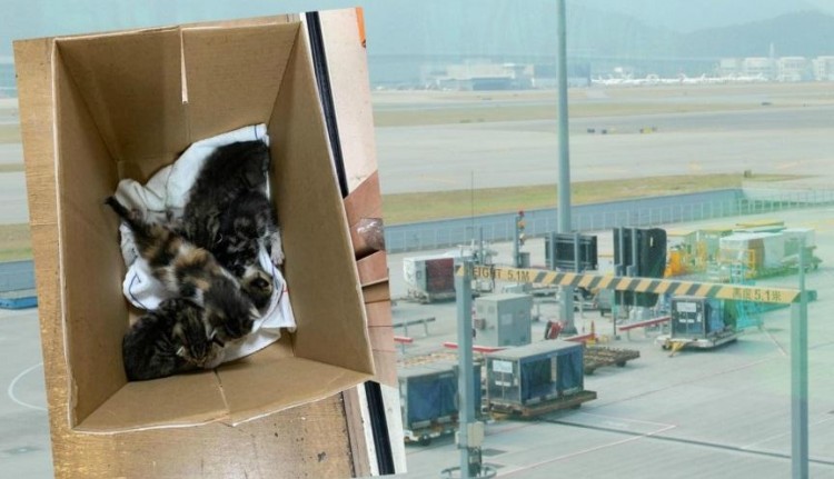 4只猫咪“偷渡”香港 协会呼吁爱心人士来领养