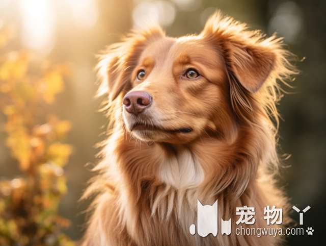 香港渔护署发布消息一条狗对有关病毒测试呈弱阳性反应